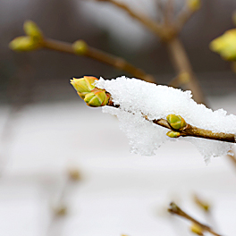 Snö tynger syren och sinne